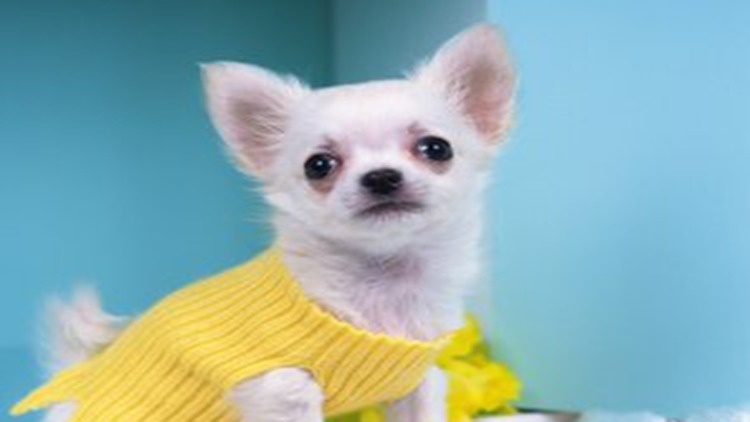 吉娃娃固定神器,吉娃娃遛娃神器