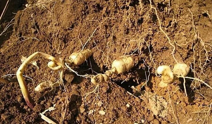 同仁堂的人参质量怎么样，国内哪个牌子的人参信得过？