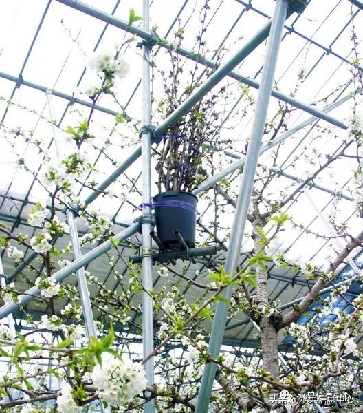 卖樱桃8块一斤十五块两斤的视频,一斤樱桃多少钱