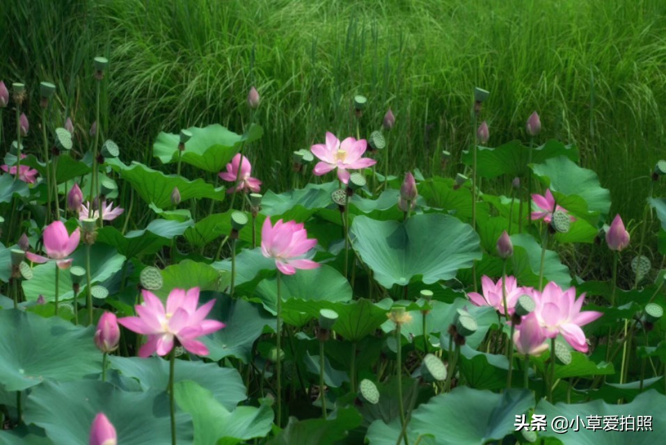 威海羊亭小区,威海羊亭露营