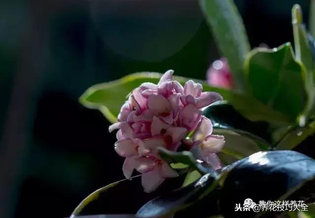 香味最好闻的十种花,一年四季都能闻到香味的四种花