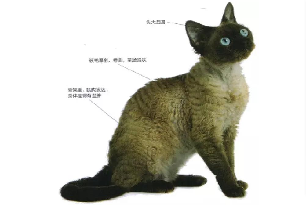 猫中边牧,德文卷毛猫头上有杂毛