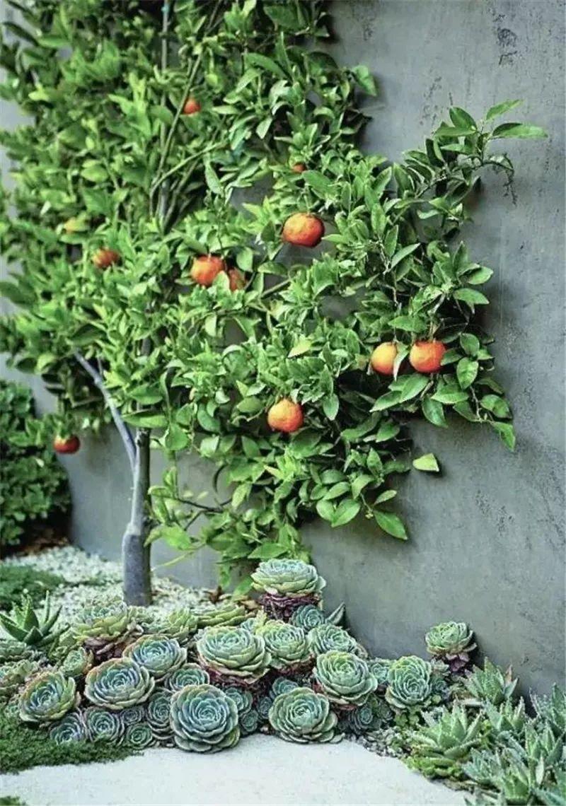 老外的多肉盆景惊艳了世界,多肉庭院美极了