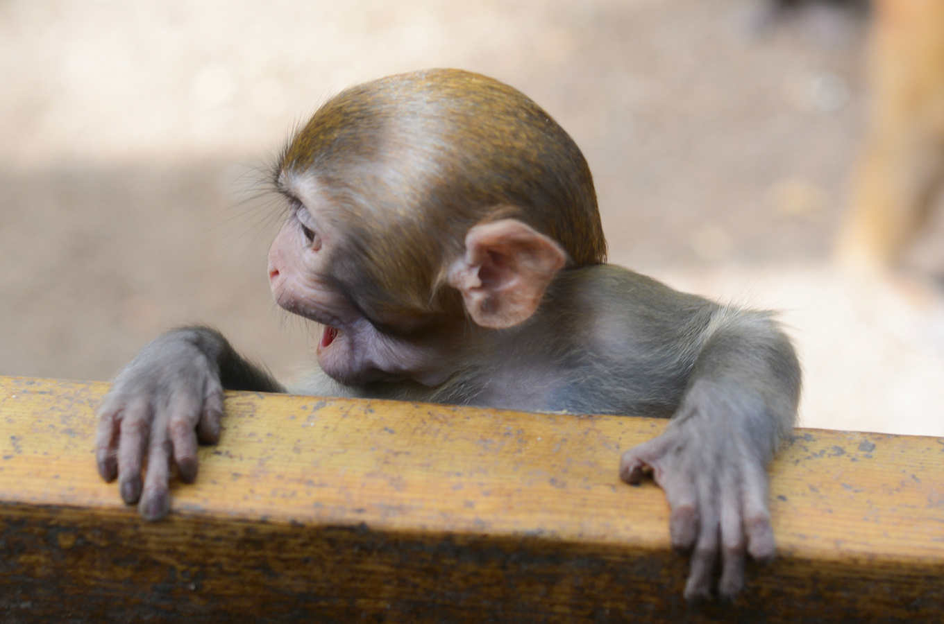 你在南方瑟瑟发抖，我在这里遛娃、看猴、赶海····