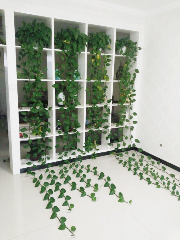 绿萝怎么养才能更旺盛叶子都黄了,室内放多少盆绿萝能净化空气