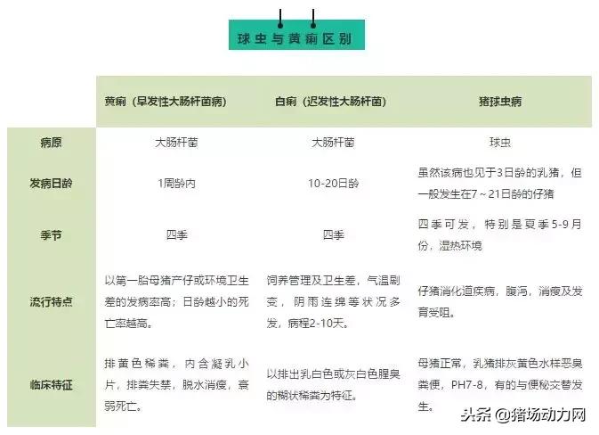 哺乳仔猪球虫的治疗方法,怎么判断仔猪是球虫拉稀