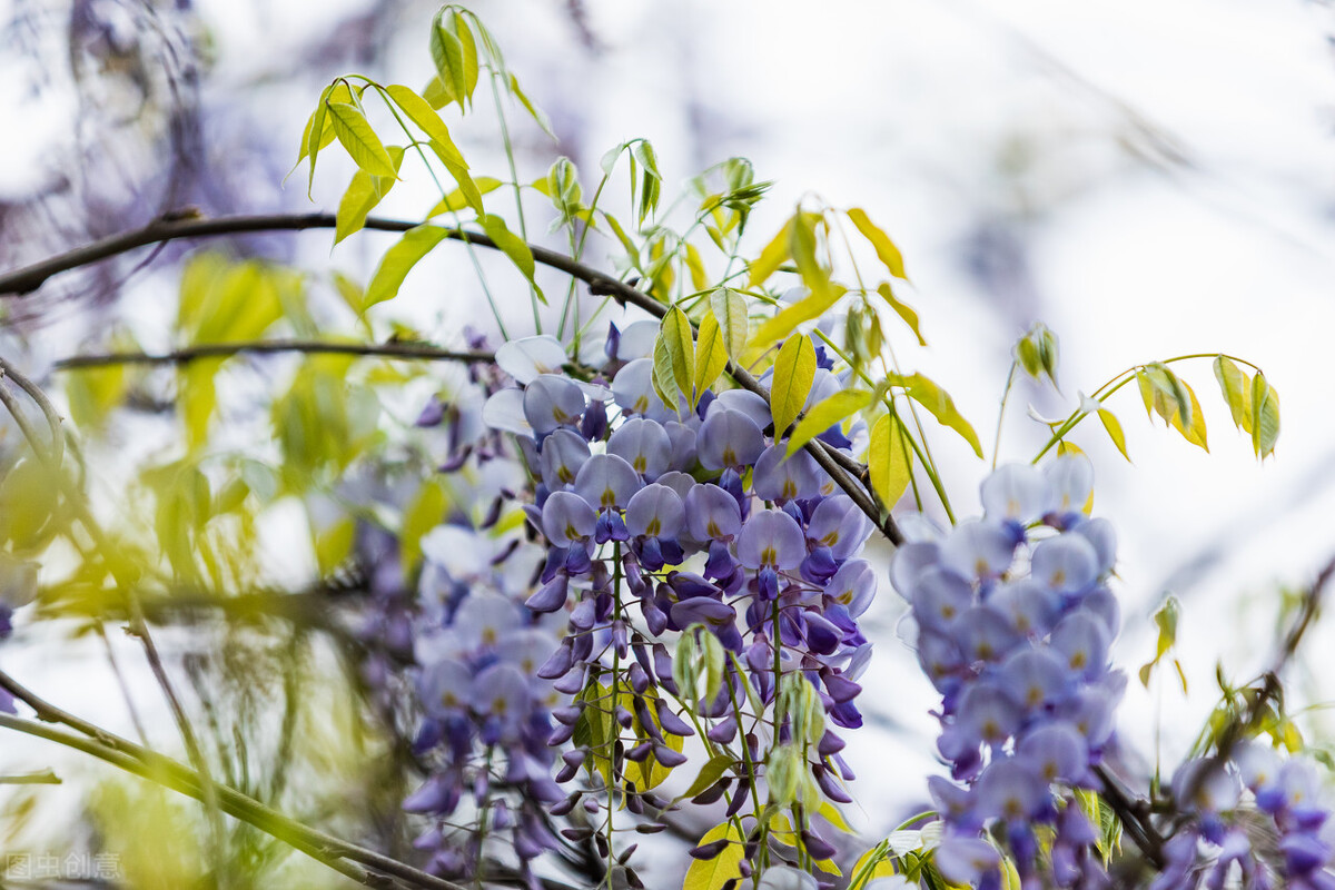 紫藤花感悟,随笔30篇700字