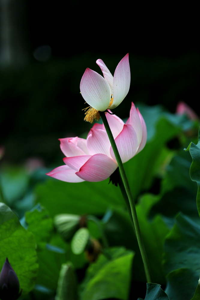 山楂树口琴吹奏g调,复音口琴演奏山楂花