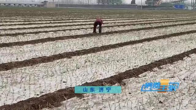 洋葱价格及出口情况,全国各地洋葱产地批发价格