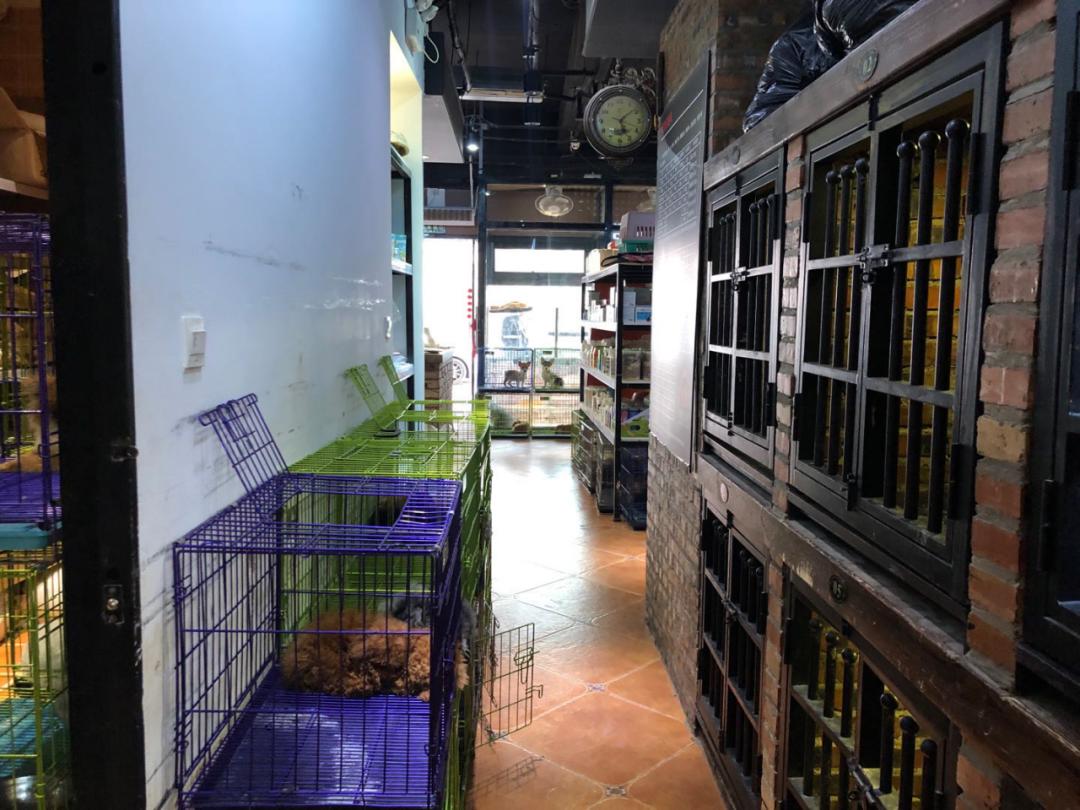 北京月流水超百万的猫狗活体专卖店,都有啥套路?