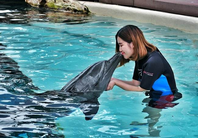 世界上最聪明的动物之一章鱼,世界上最聪明的黑猩猩宠物