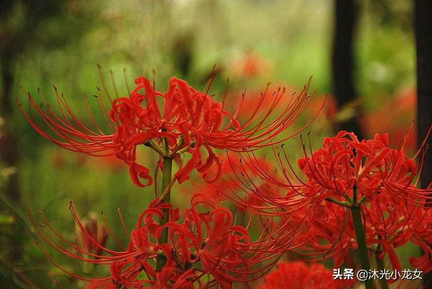 曼珠沙华彼岸花的故事,曼珠沙华彼岸花成品