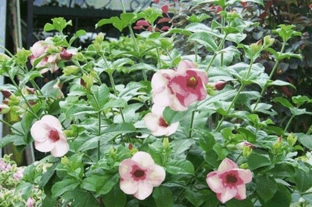 深圳最便宜年货批发市场货源,深圳年货市场哪里便宜