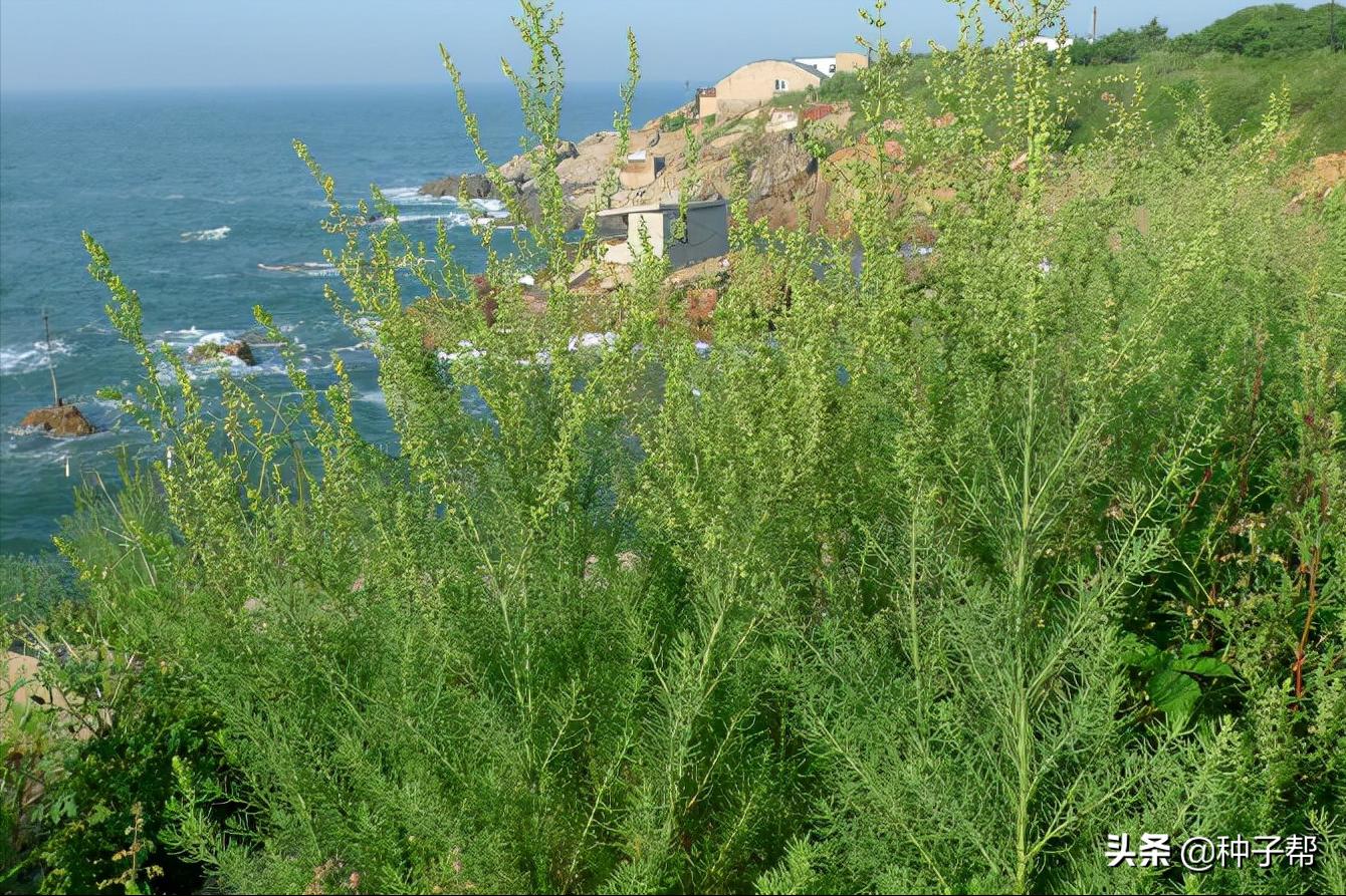 碱蓬草又名盐荒菜图片,碱蓬草怎么种植