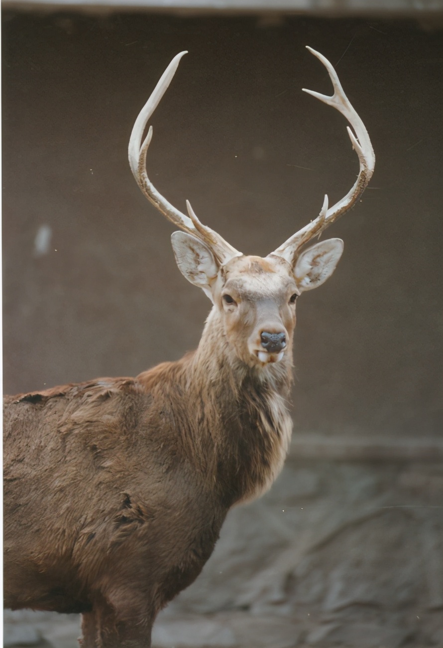 梅花鹿为什么夏天才有斑点,梅花鹿怎么没长鹿茸