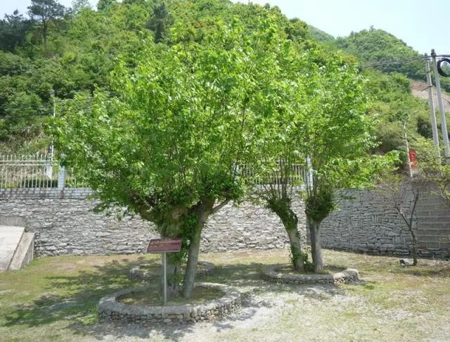 各种好的宣纸,什么样的宣纸好用