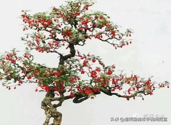 100种常见花卉植物图谱,100种花卉素描图谱