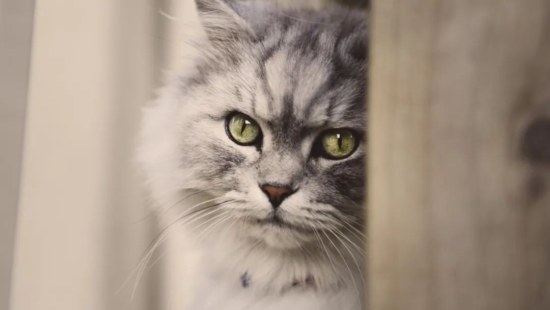 猫宫庄园呕吐物为透明的是什么病?