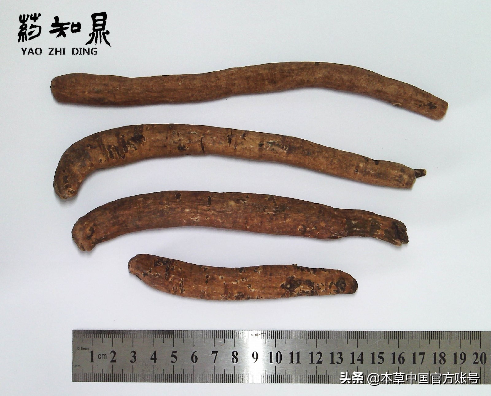 【本草百科·药知鼎——白芍】朵腴花硕,不止于美丽的外表