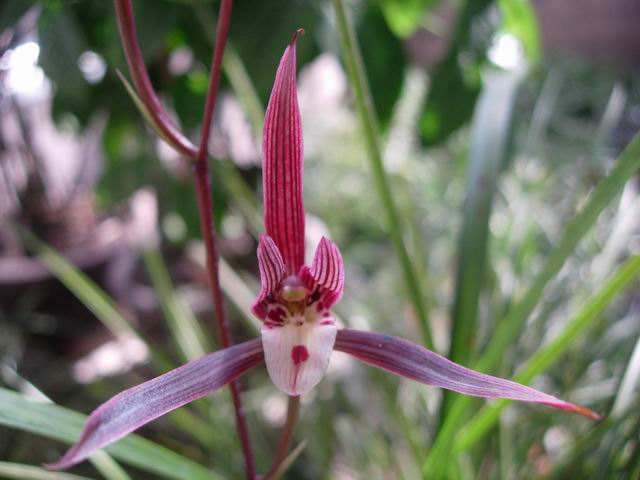 青山玉泉兰花花芽分化时间,冬季兰花花芽分化期能喷水吗