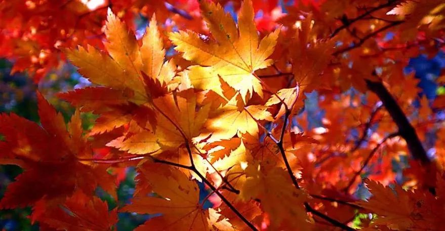 沈阳冬季一日游最佳去处,沈阳本溪自驾看枫叶去哪里