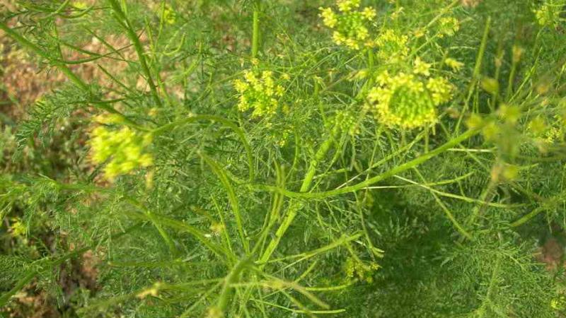 茴香怎么种植小技巧图解,怎么种植小茴香有什么注意事项