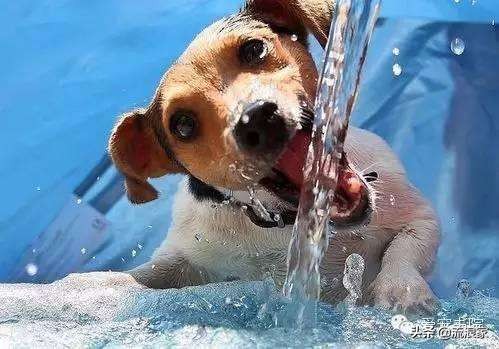 什么原因导致狗狗突然喝很多水,狗狗突然喝得多尿的多