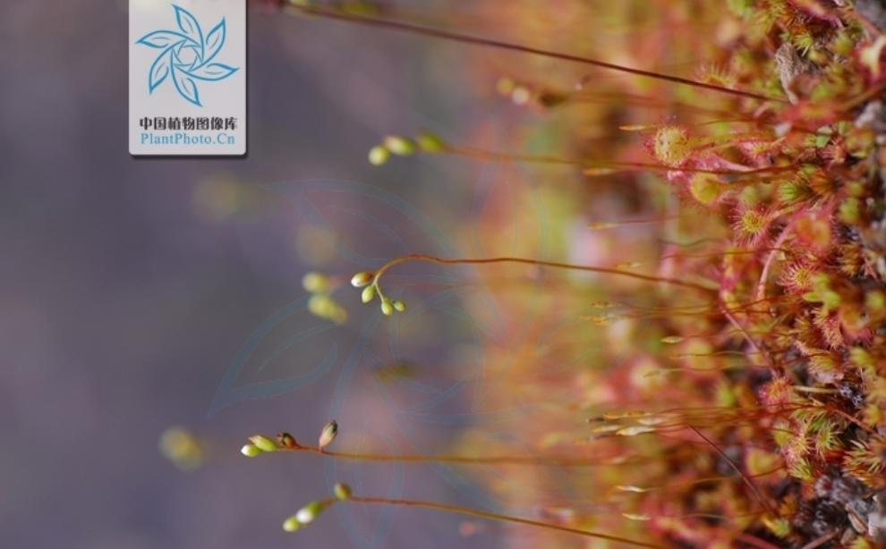 30分钟内“吃”多种虫！重庆第1次发现圆叶茅膏菜，这是什么植物