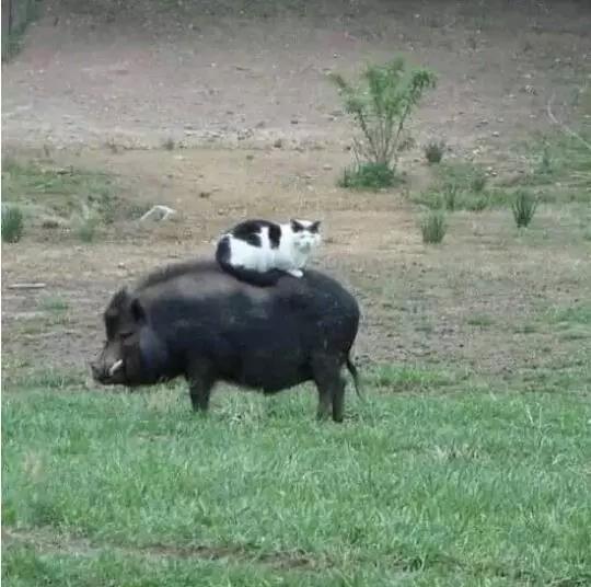 动物表情包沙雕魔性,沙雕动物爆笑瞬间表情包