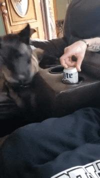 搞笑gif图妹子你这智商真是堪忧啊,搞笑gif妹子你这发型挺别致啊