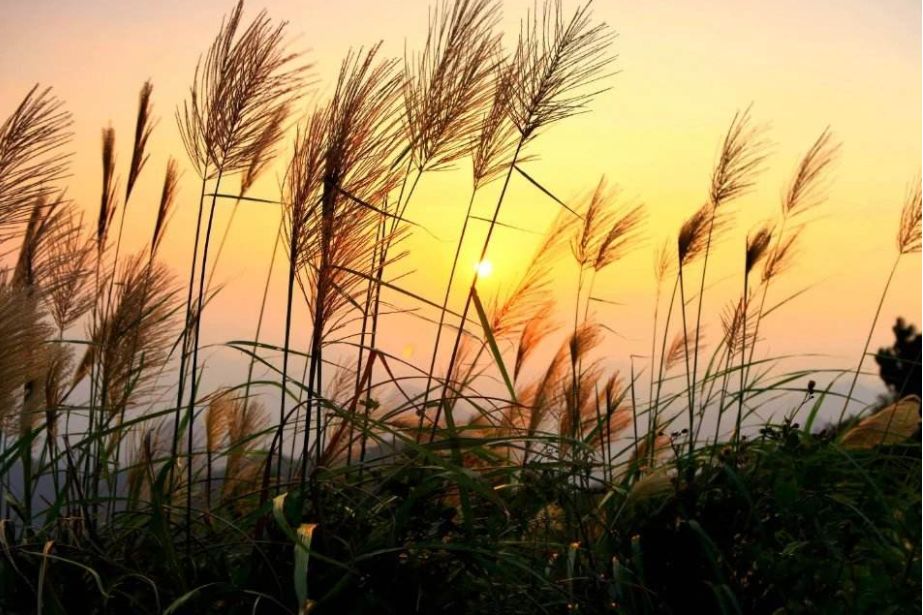 古诗词鉴赏看什么书,诗词鉴赏小学生必背古诗