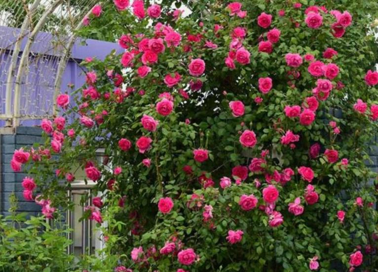 发现一个很独特的小院,发现一户人家的小花园