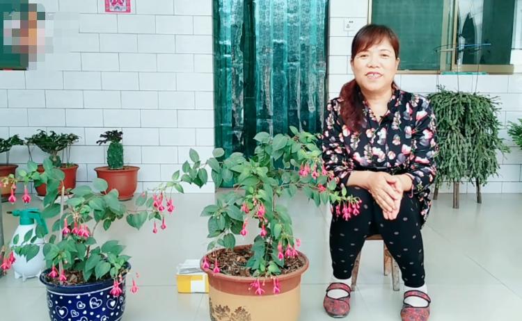 倒挂*钟金**招飞虫?花姐给你说一招,驱虫、养护两不耽误