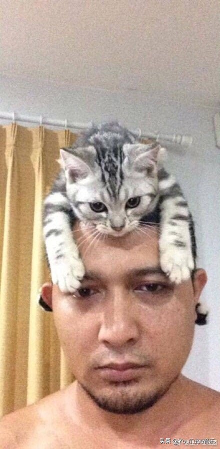 「今日萌图」一旦猫咪能自己打开鱼罐头，人类也就完蛋了