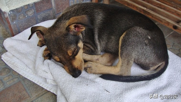 狗狗不同的睡姿代表了什么,狗狗的每种睡姿代表着什么