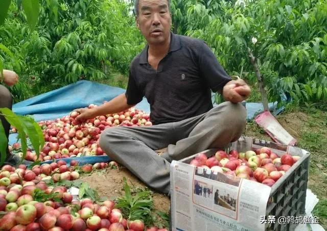 几十万斤油桃“倒在路边”，一年辛苦又为何？真相望知晓