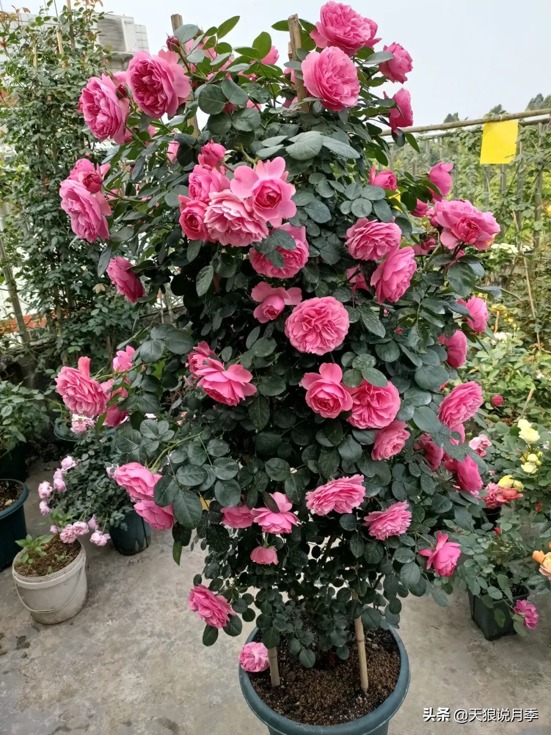 多久可以打造出一面月季花墙,月季花墙怎么养成