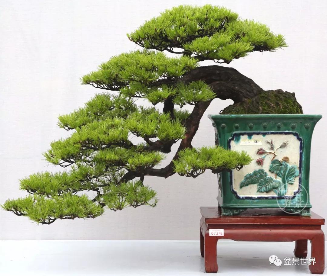 宿松十大顶级黑松盆景 (黑松微型盆景日本黑松30公分价格)