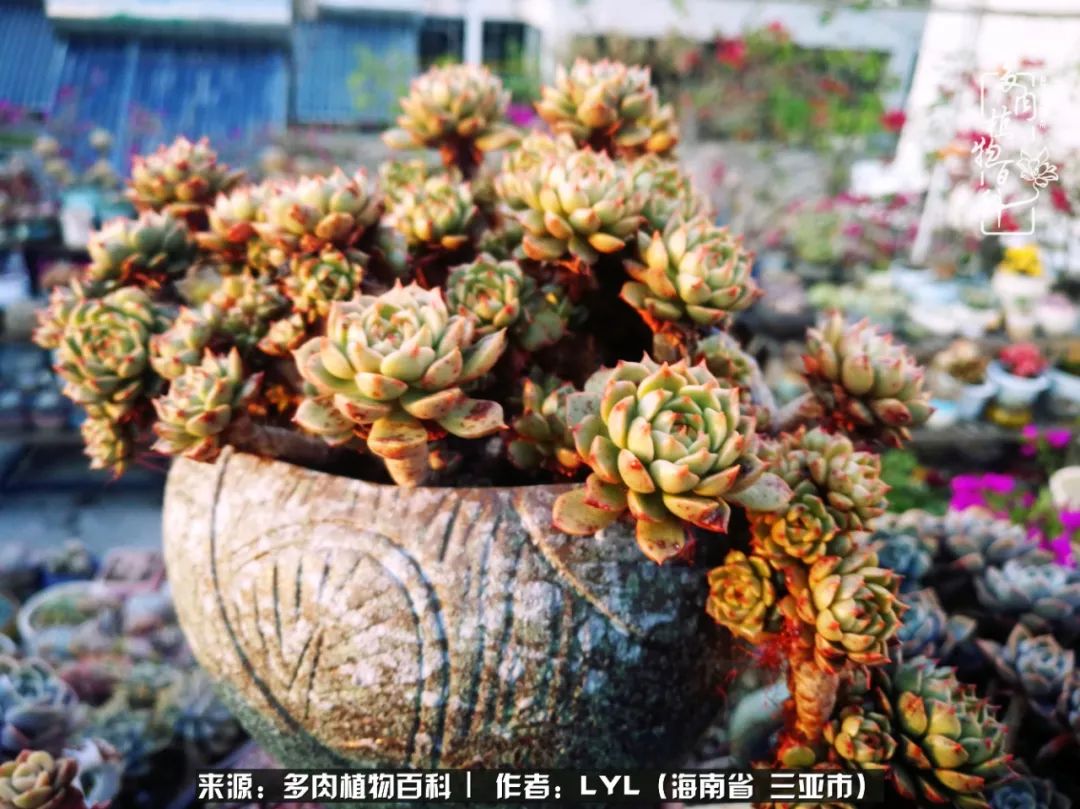 开挂区养多肉,非开挂区怎么把多肉养出状态