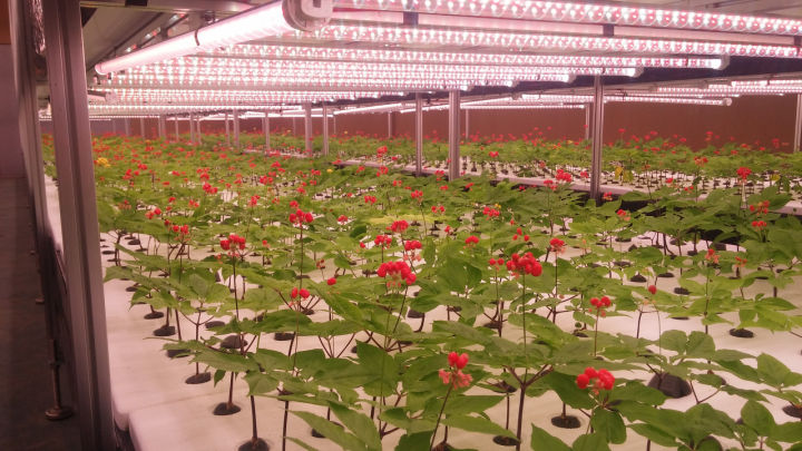 怎么用人参种子种人参,人参须能种出人参吗