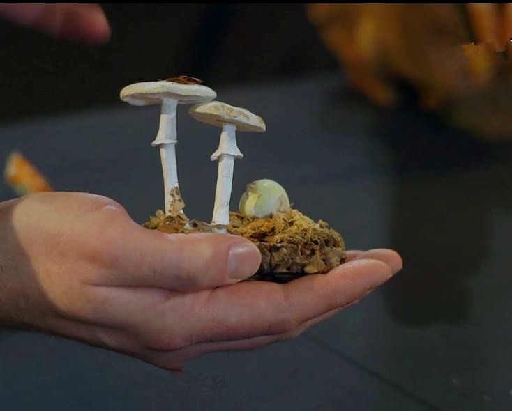 蘑菇是真菌还是植物,香气很浓的蘑菇叫什么菇