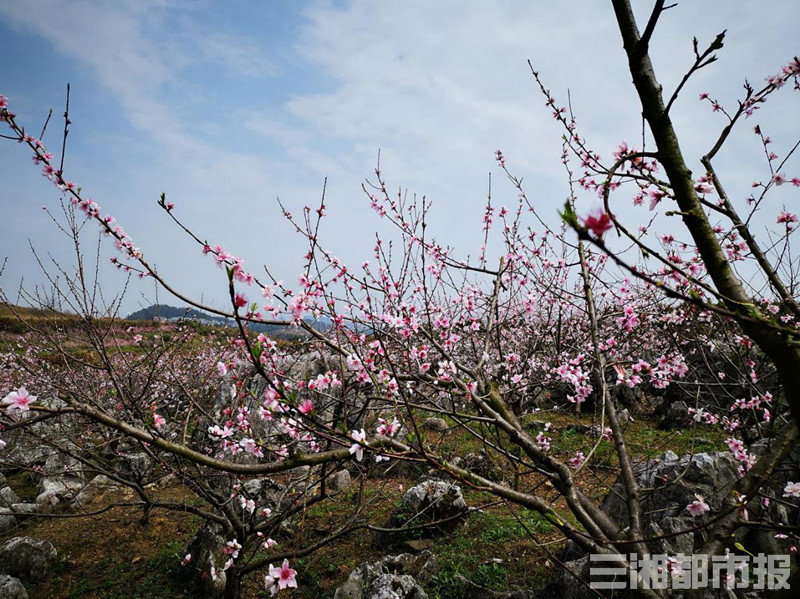 【网约湘游】南芙山庄——人间四月芳菲尽,南国芙蓉始盛开