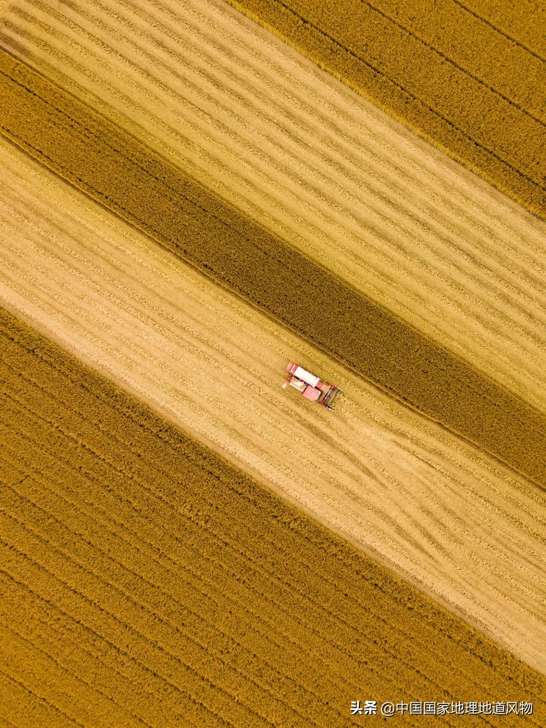 中国种水稻的省份地图,14亿大米图片