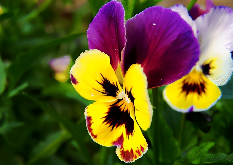 世界各国的国花和国树是什么,世界各国国花大开眼界美到爆