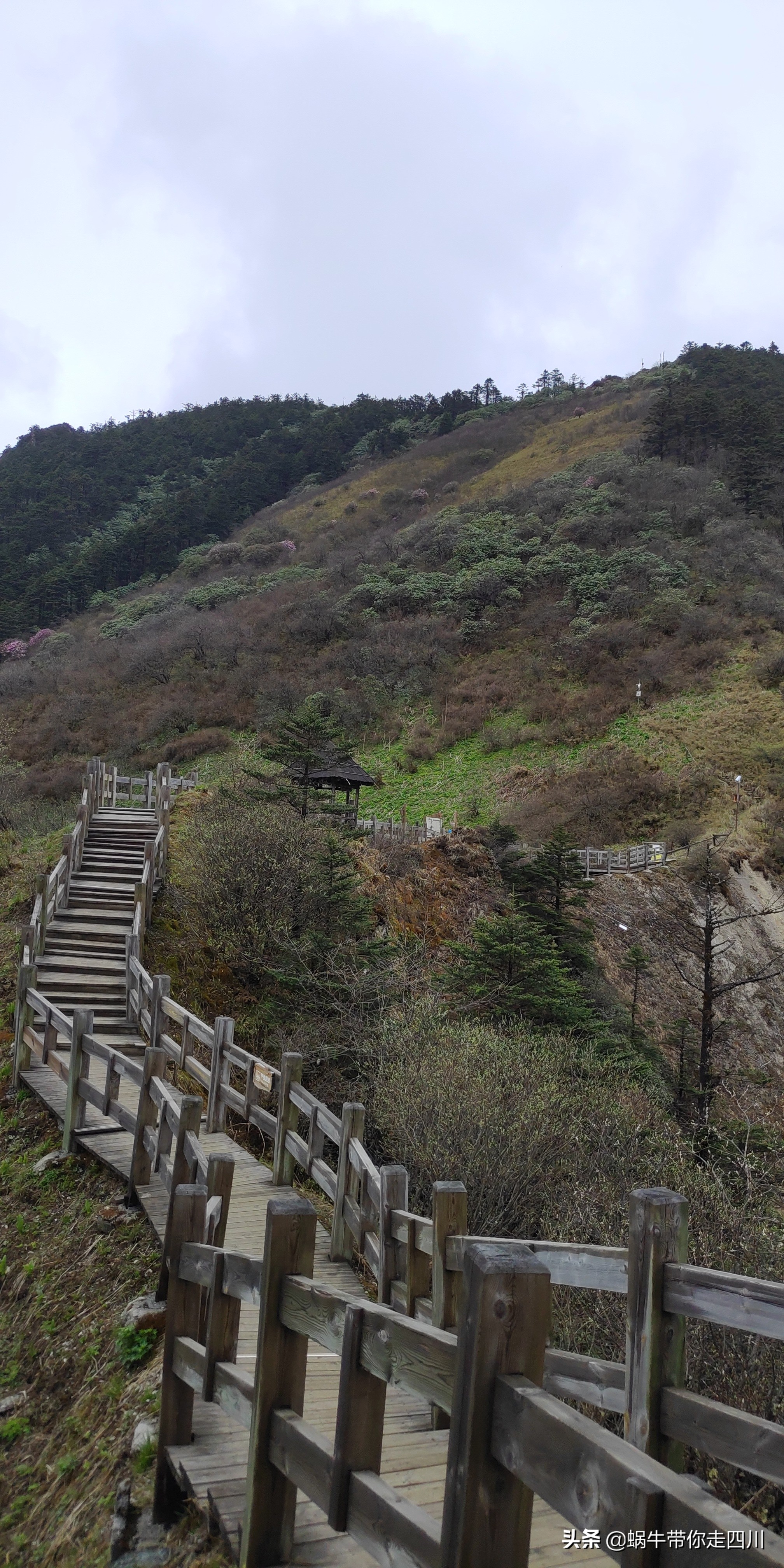 成都去西岭雪山两天一夜旅游团,成都出发雪山旅游