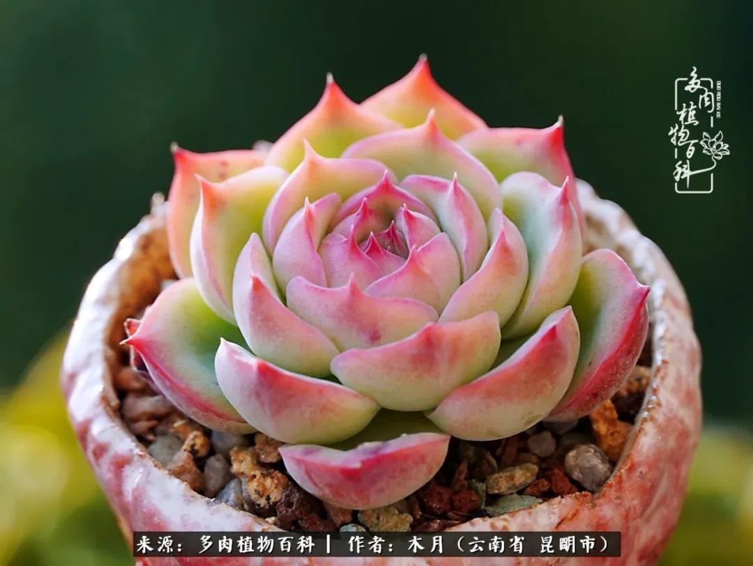 浅冬多肉，终有美好在等候