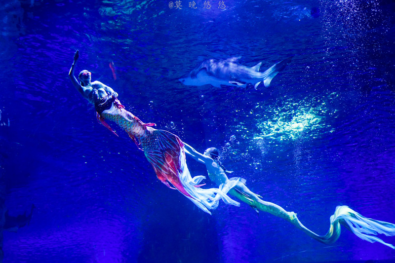 海洋极地海洋世界攻略,正佳极地海洋世界白鲸海象