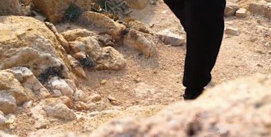 刘强东推荐一双小白鞋,刘强东的鞋子