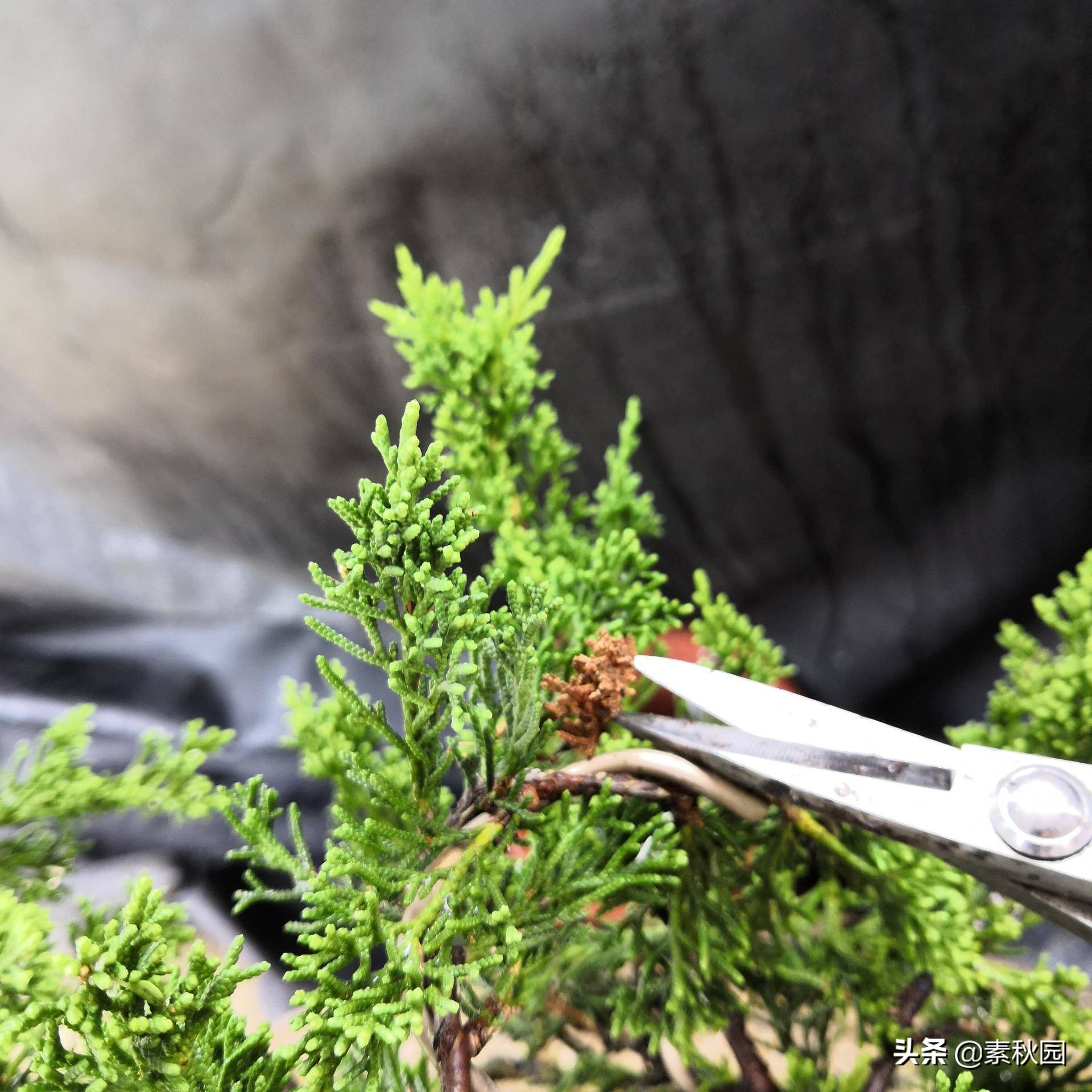 关于系鱼川真柏苗与铝线在石头上发生的那些事儿