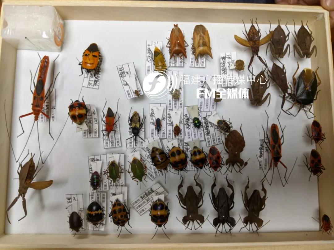 福州林先生家中突然闯入很多“不速之客”，又黑又臭，这到底是啥？